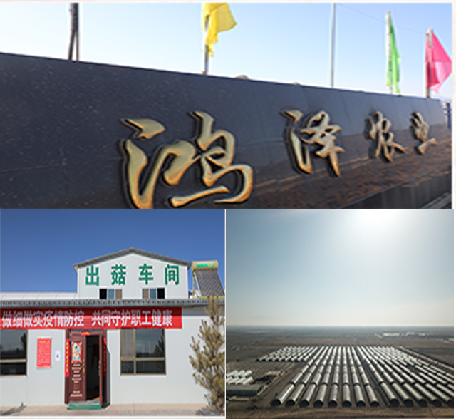 甘肅PYQ-1200蒸汽鍋爐食用菌項目